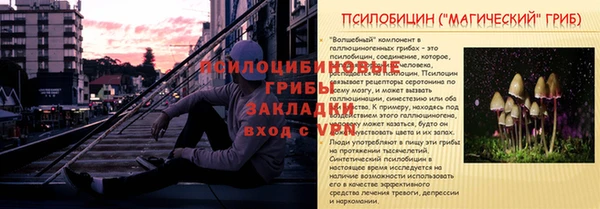 ГАЛЛЮЦИНОГЕННЫЕ ГРИБЫ Белокуриха